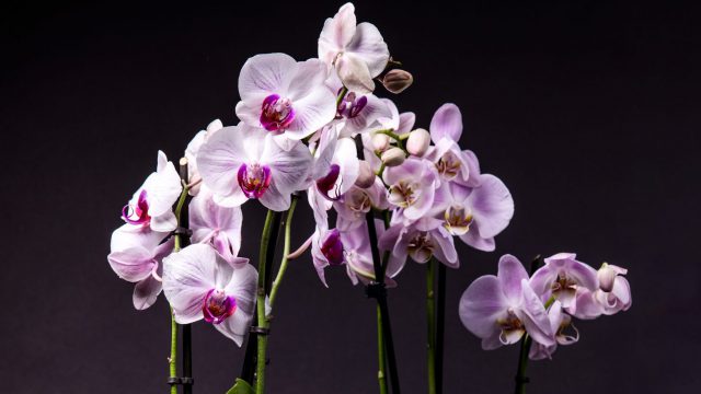 20210916-TheFloralConnection-9782-Web-scaled-e1633693611936-640×360